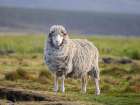 Merino sheep. Sheep farming of great economic importance to the Falkland Islands, Volunteer Point Art Print